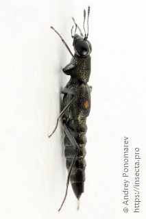 Stenus comma