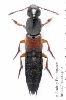 Имаго  Ocypus fulvipennis