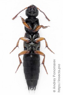 Ocypus fulvipennis