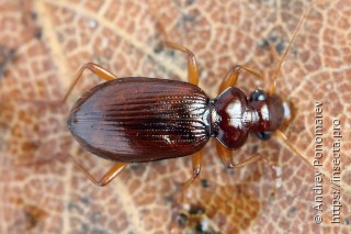 Leistus ferrugineus