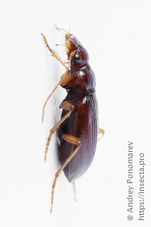 Leistus ferrugineus