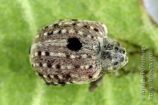 Cionus hortulanus