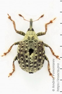 Cionus hortulanus