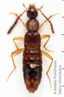 Имаго  Drusilla canaliculata