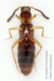 Drusilla canaliculata