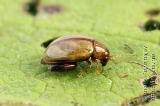 Longitarsus tabidus