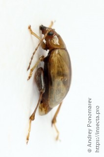 Longitarsus tabidus