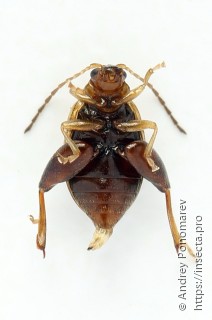 Longitarsus tabidus