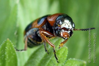 Coptocephala unifasciata