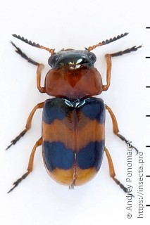 Coptocephala unifasciata