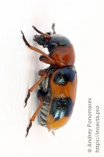 Coptocephala unifasciata