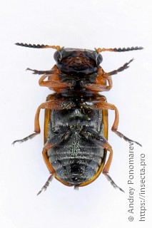 Coptocephala unifasciata