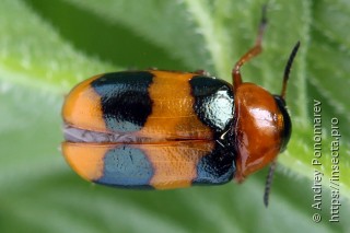 Coptocephala unifasciata