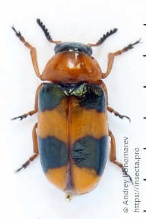 Coptocephala unifasciata