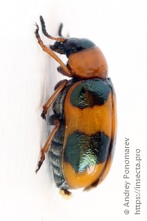 Coptocephala unifasciata