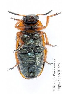 Coptocephala unifasciata