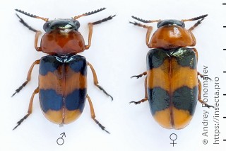 Coptocephala unifasciata