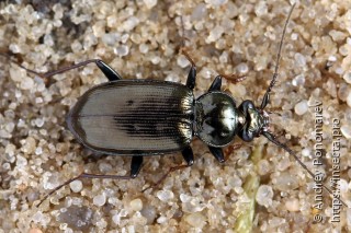 Loricera pilicornis