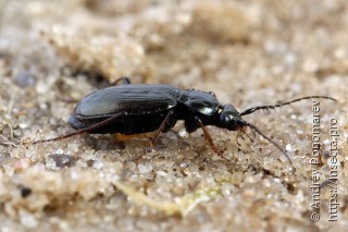 Loricera pilicornis