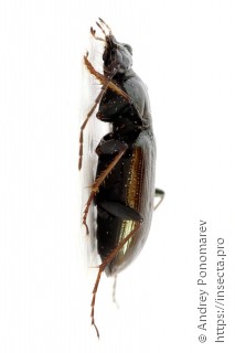 Loricera pilicornis