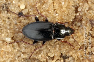 Calathus fuscipes