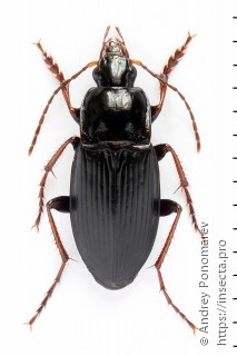 Calathus fuscipes