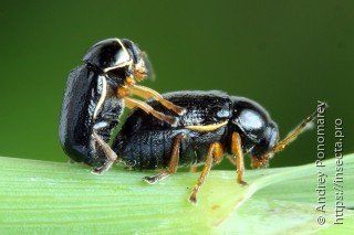 Cryptocephalus flavipes