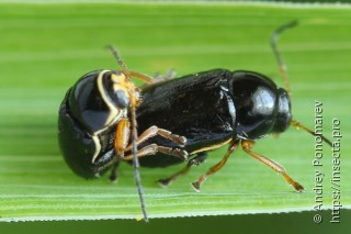 Cryptocephalus flavipes