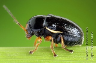 Cryptocephalus flavipes