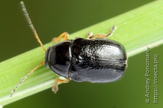 Cryptocephalus flavipes