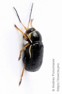 Cryptocephalus flavipes