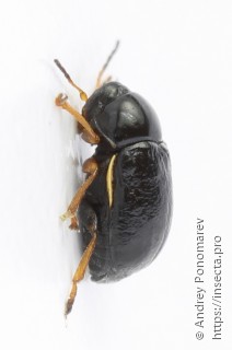 Cryptocephalus flavipes