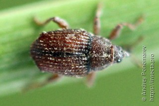 Trichosirocalus troglodytes