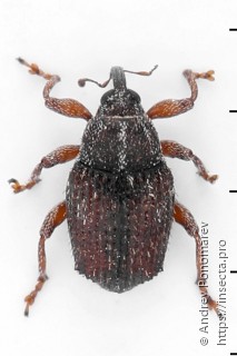 Trichosirocalus troglodytes