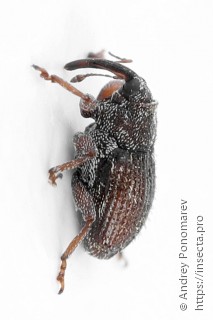 Trichosirocalus troglodytes