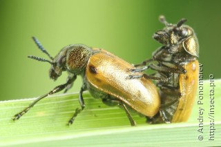 Labidostomis tridentata