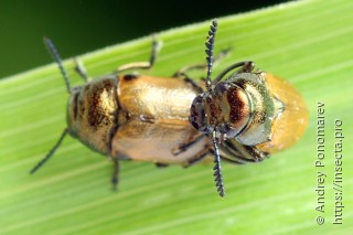 Labidostomis tridentata