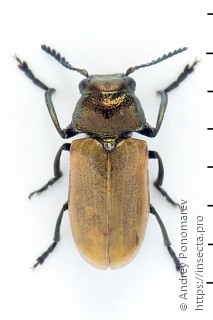 Labidostomis tridentata