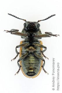 Labidostomis tridentata