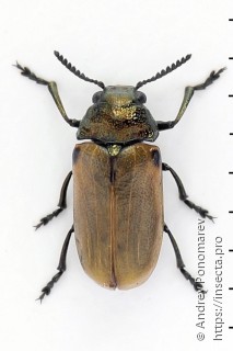 Labidostomis tridentata