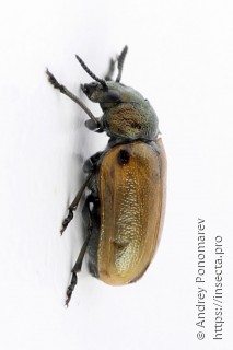 Labidostomis tridentata