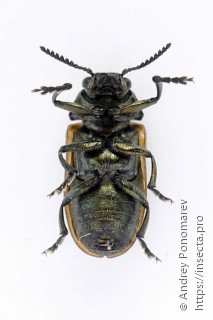 Labidostomis tridentata