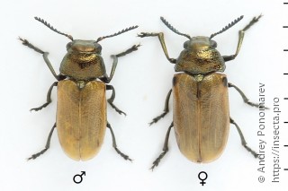 Labidostomis tridentata