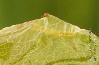 Phyllocnistis labyrinthella