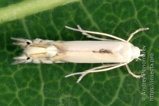 Phyllocnistis labyrinthella