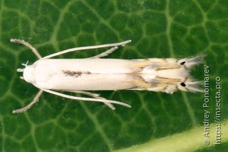 Phyllocnistis labyrinthella