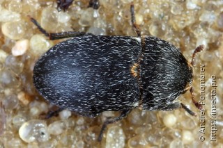 Dermestes laniarius