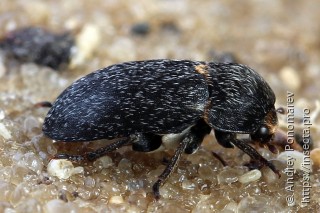 Dermestes laniarius