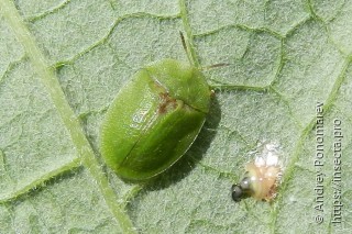 Cassida rubiginosa