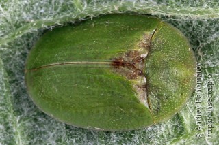 Cassida rubiginosa